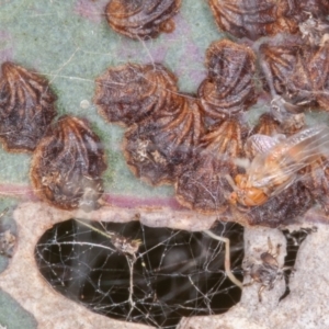 Spondyliaspis plicatuloides at Jerrabomberra, ACT - 29 Dec 2021