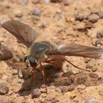 Comptosia sp. (genus) (Unidentified Comptosia bee fly) at Jerrabomberra, ACT - 10 Jan 2022 by rawshorty