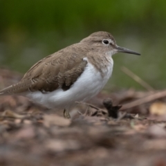 Actitis hypoleucos (Common Sandpiper) at Tuggeranong Creek to Monash Grassland - 7 Jan 2022 by rawshorty