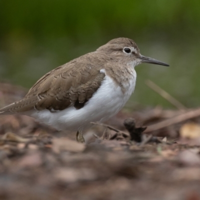 Actitis hypoleucos (Common Sandpiper) at Tuggeranong Creek to Monash Grassland - 7 Jan 2022 by rawshorty