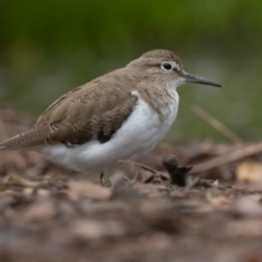 Actitis hypoleucos (Common Sandpiper) at Isabella Pond - 7 Jan 2022 by rawshorty