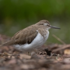 Actitis hypoleucos at Monash, ACT - 8 Jan 2022 07:55 AM