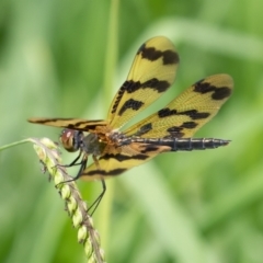 Unidentified Damselfly (Zygoptera) at Port Macquarie, NSW - 26 Dec 2020 by rawshorty