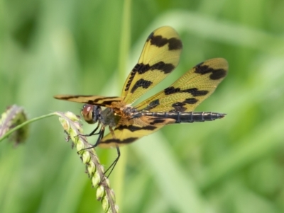 Rhyothemis graphiptera (TBC) at - 26 Dec 2020 by rawshorty