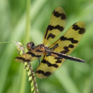 Rhyothemis graphiptera at Port Macquarie, NSW - 26 Dec 2020