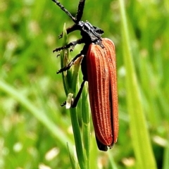 Porrostoma rhipidium (Long-nosed Lycid (Net-winged) beetle) at Crooked Corner, NSW - 5 Jan 2022 by Milly