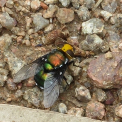 Amenia sp. (genus) (Yellow-headed Blowfly) at Mount Annan, NSW - 10 Jan 2022 by Christine