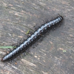 Paradoxosomatidae sp. (family) at Mount Annan, NSW - 10 Jan 2022 by Christine