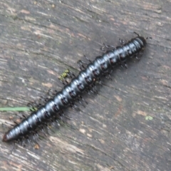 Unidentified Millipede (Diplopoda) (TBC) at suppressed - 10 Jan 2022 by Christine