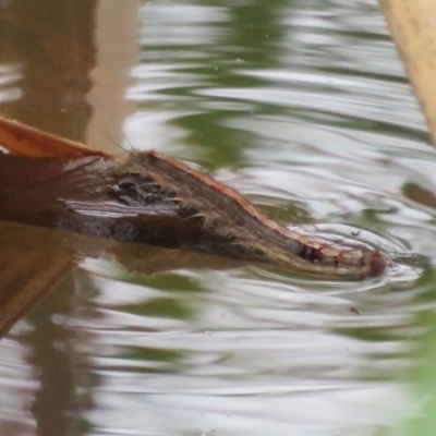 Unverified Other Arthropod at Mount Annan, NSW - 10 Jan 2022 by Christine