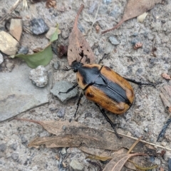 Chondropyga dorsalis (Cowboy beetle) at Amaroo, ACT - 11 Jan 2022 by chriselidie
