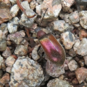 Metriolagria formicicola at Mount Annan, NSW - 10 Jan 2022