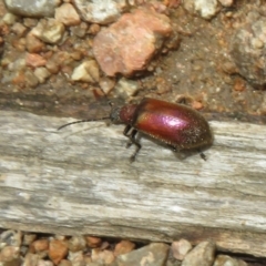 Metriolagria formicicola at Mount Annan, NSW - 10 Jan 2022 12:31 PM