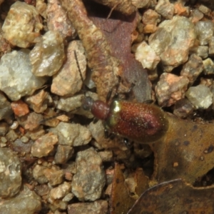 Metriolagria formicicola at Mount Annan, NSW - 10 Jan 2022