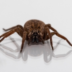 Mituliodon tarantulinus (Prowling Spider) at Jerrabomberra, NSW - 10 Jan 2022 by MarkT
