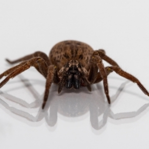 Mituliodon tarantulinus at Jerrabomberra, NSW - 10 Jan 2022