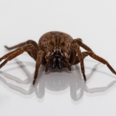 Mituliodon tarantulinus (Prowling Spider) at Jerrabomberra, NSW - 10 Jan 2022 by MarkT