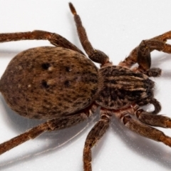 Mituliodon tarantulinus at Jerrabomberra, NSW - 10 Jan 2022