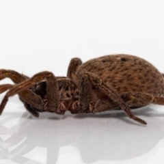 Mituliodon tarantulinus at Jerrabomberra, NSW - suppressed