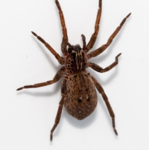 Mituliodon tarantulinus at Jerrabomberra, NSW - 10 Jan 2022