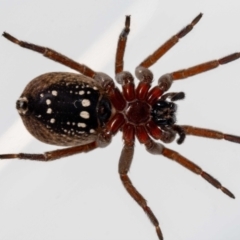 Mituliodon tarantulinus at Jerrabomberra, NSW - suppressed