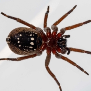 Mituliodon tarantulinus at Jerrabomberra, NSW - 10 Jan 2022