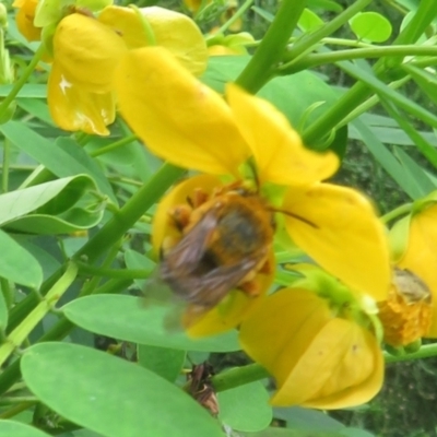 Amegilla (Asaropoda) bombiformis (Teddy Bear Bee) at Mount Annan, NSW - 10 Jan 2022 by Christine