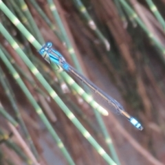 Ischnura heterosticta (Common Bluetail Damselfly) at Mount Annan, NSW - 10 Jan 2022 by Christine