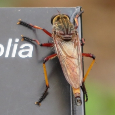 Unidentified Robber fly (Asilidae) at Mount Annan, NSW - 10 Jan 2022 by Christine