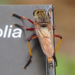 Unidentified Robber fly (Asilidae) (TBC) at Mount Annan, NSW - 10 Jan 2022 by Christine