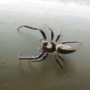 Opisthoncus sp. (genus) at Mount Annan, NSW - 10 Jan 2022 01:47 PM