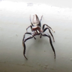 Opisthoncus sp. (genus) at Mount Annan, NSW - 10 Jan 2022 01:47 PM