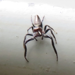Opisthoncus sp. (genus) at Mount Annan, NSW - 10 Jan 2022 01:47 PM