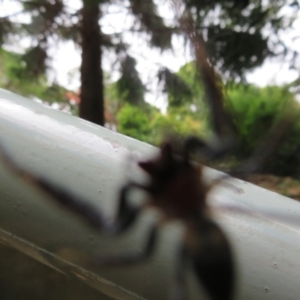 Opisthoncus sp. (genus) at Mount Annan, NSW - 10 Jan 2022 01:47 PM
