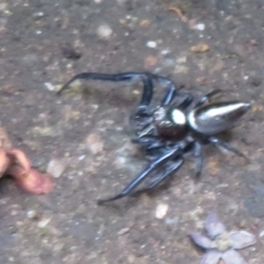 Opisthoncus sp. (genus) at Mount Annan, NSW - 10 Jan 2022 01:47 PM
