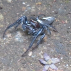 Opisthoncus sp. (genus) at Mount Annan, NSW - 10 Jan 2022 01:47 PM