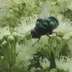 Unidentified True fly (Diptera) (TBC) at suppressed - 10 Jan 2022 by Christine