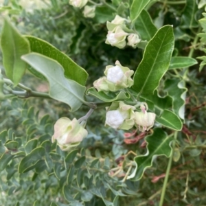 Araujia sericifera at Acton, ACT - 11 Jan 2022