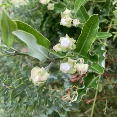 Araujia sericifera (Moth Plant) at ANU Liversidge Precinct - 10 Jan 2022 by SilkeSma