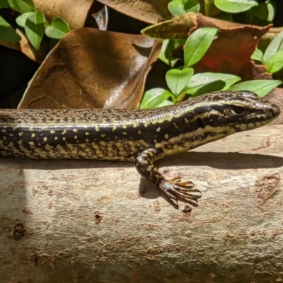 Eulamprus heatwolei (Yellow-bellied Water Skink) at Wodonga - 11 Jan 2022 by ChrisAllen