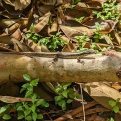 Eulamprus heatwolei at Gateway Island, VIC - 11 Jan 2022 11:23 AM