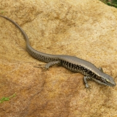 Eulamprus quoyii (Eastern Water Skink) at Mount Annan, NSW - 10 Jan 2022 by Christine