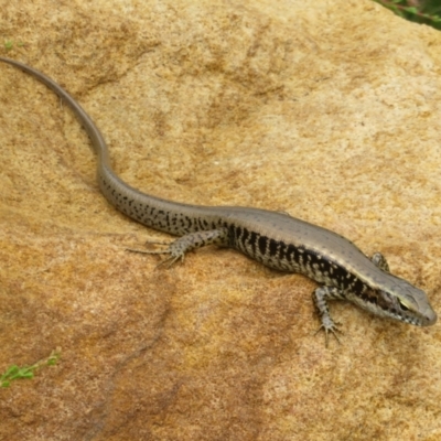 Eulamprus quoyii (Eastern Water Skink) at Mount Annan, NSW - 10 Jan 2022 by Christine