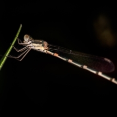 Austrolestes leda (Wandering Ringtail) at Holt, ACT - 11 Jan 2022 by Margo