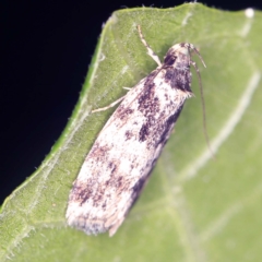 Barea confusella (A Concealer moth) at O'Connor, ACT - 10 Jan 2022 by ibaird