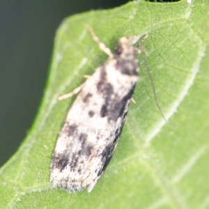 Barea confusella at O'Connor, ACT - 10 Jan 2022 09:26 PM