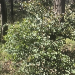 Eucalyptus dalrympleana subsp. dalrympleana (Mountain Gum) at Namadgi National Park - 1 Jan 2022 by Tapirlord