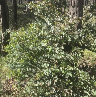 Eucalyptus dalrympleana subsp. dalrympleana (Mountain Gum) at Namadgi National Park - 1 Jan 2022 by Tapirlord