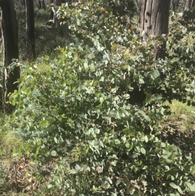 Eucalyptus dalrympleana subsp. dalrympleana (Mountain Gum) at Booth, ACT - 2 Jan 2022 by Tapirlord