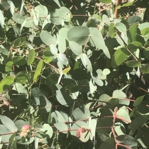 Eucalyptus dalrympleana subsp. dalrympleana at Namadgi National Park - 2 Jan 2022